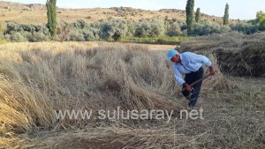 sulusaray-ekin-bicme(6)