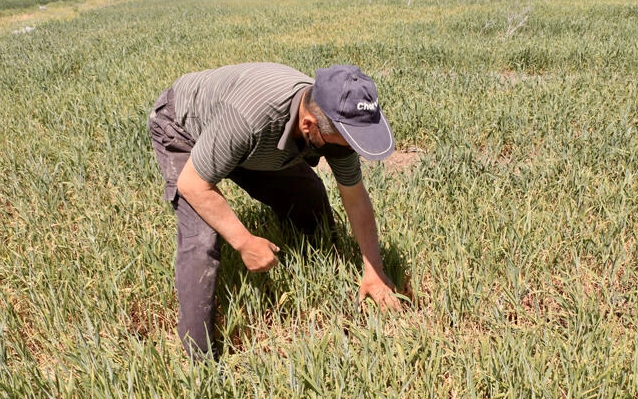 sulusaray kasabası arpalar kuraklıktan yandı