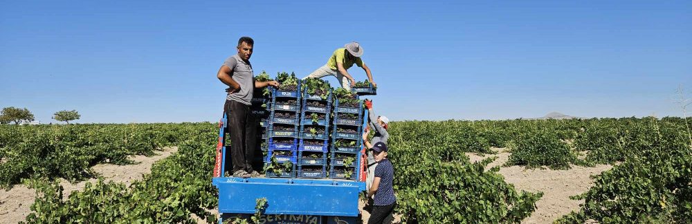 Kasabamızda Bağ Bozumu Başladı