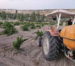 Kasabamızda Üzüm Bağları İlaçlanmaya Devam Ediyor