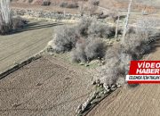 Kasabamızda Drone Destekli Domuz Avı