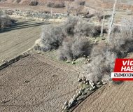 Kasabamızda Drone Destekli Domuz Avı