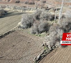 Kasabamızda Drone Destekli Domuz Avı