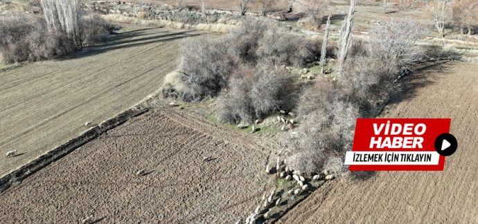 Kasabamızda Drone Destekli Domuz Avı