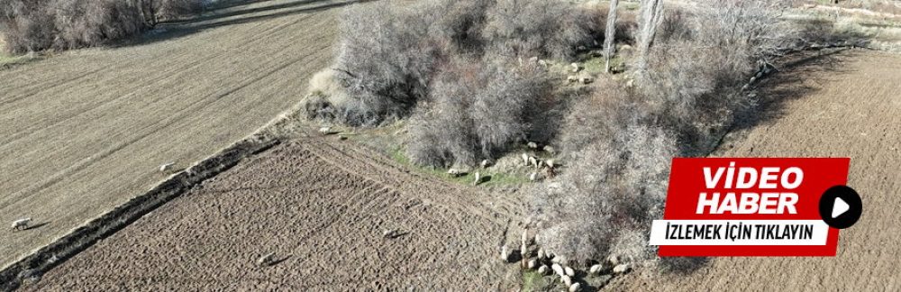 Kasabamızda Drone Destekli Domuz Avı