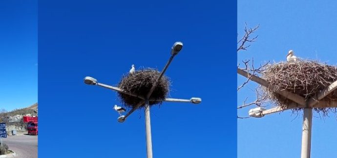 Narin Leylek 15. Yılda da Kasabamızda Aynı Yerine Geldi