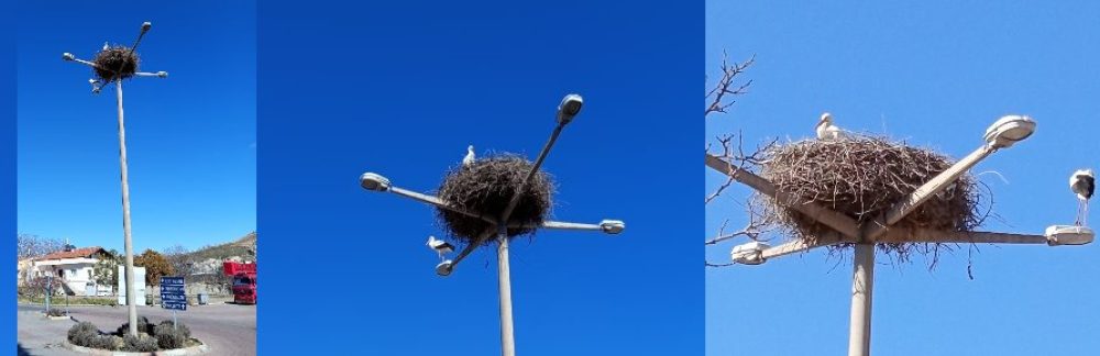 Narin Leylek 15. Yılda da Kasabamızda Aynı Yerine Geldi