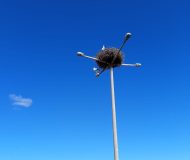 Narin Leylek 15. Yılda da Kasabamızda Aynı Yerine Geldi