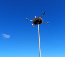 Narin Leylek 15. Yılda da Kasabamızda Aynı Yerine Geldi