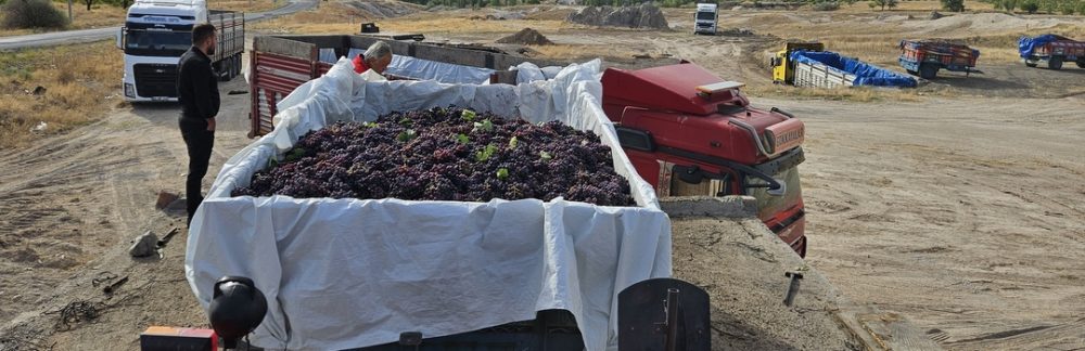 Kasabamızda kilogramı 8.5 TL’den dökme yaş üzüm alımına başlandı