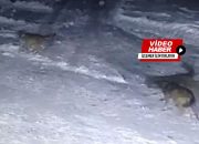Kasabamızda Kurtlar Güvenlik Kamerasına Böyle Yakalandı!