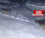 Kasabamızda Kurtlar Güvenlik Kamerasına Böyle Yakalandı!