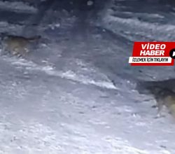 Kasabamızda Kurtlar Güvenlik Kamerasına Böyle Yakalandı!