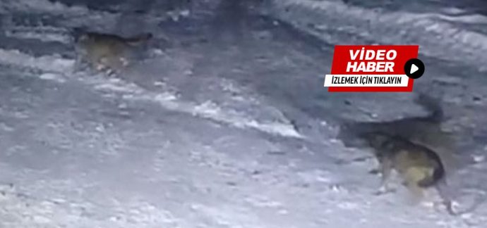 Kasabamızda Kurtlar Güvenlik Kamerasına Böyle Yakalandı!