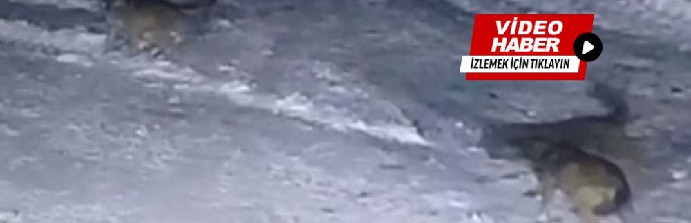 Kasabamızda Kurtlar Güvenlik Kamerasına Böyle Yakalandı!