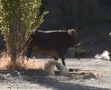 Kaçan Kurbanlık tosun bulunamadı