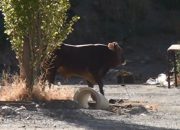 Kaçan Kurbanlık tosun bulunamadı