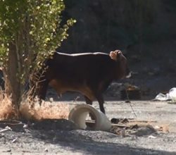 Kaçan Kurbanlık tosun bulunamadı