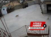 Kasabamızda Güpegündüz Evin Bahçesine Giren Tilki Tavukları Telef Etti! O’Anları Güvenlik Kamerası Kaydetti