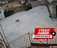 Kasabamızda Güpegündüz Evin Bahçesine Giren Tilki Tavukları Telef Etti! O’Anları Güvenlik Kamerası Kaydetti