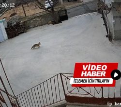Kasabamızda Güpegündüz Evin Bahçesine Giren Tilki Tavukları Telef Etti! O’Anları Güvenlik Kamerası Kaydetti