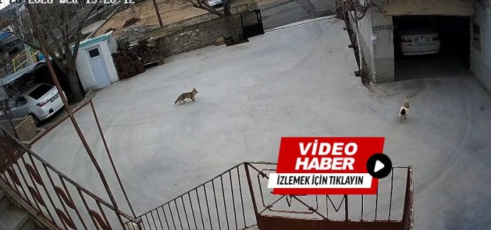 Kasabamızda Güpegündüz Evin Bahçesine Giren Tilki Tavukları Telef Etti! O’Anları Güvenlik Kamerası Kaydetti