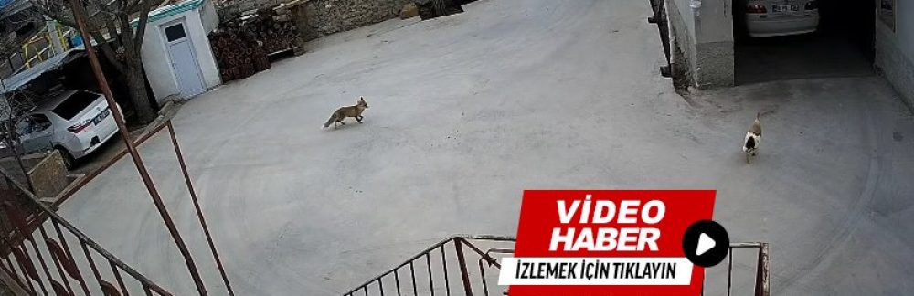 Kasabamızda Güpegündüz Evin Bahçesine Giren Tilki Tavukları Telef Etti! O’Anları Güvenlik Kamerası Kaydetti